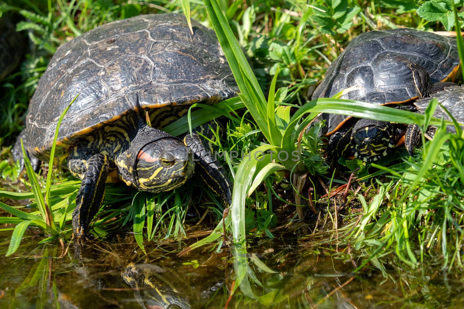 Turtles lying on the grass. Group of red-eared slider (Trachemys by xtrekx