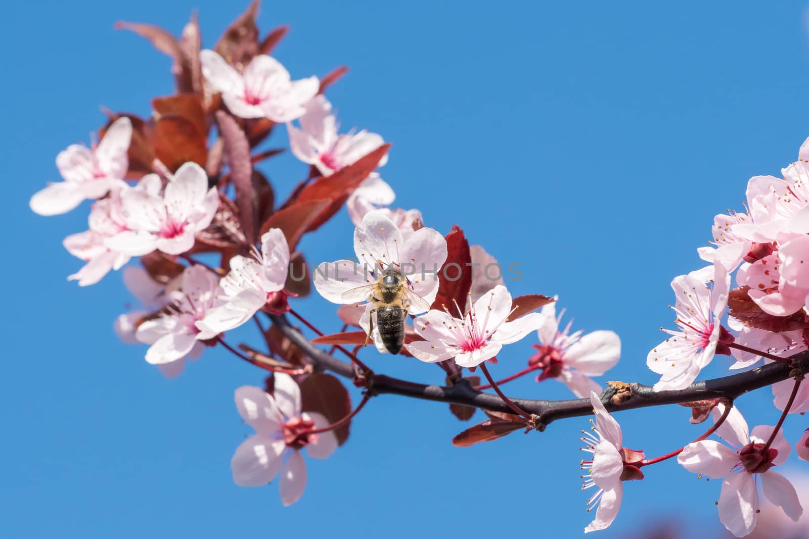 Bee on a pink cherry blossoms. Spring floral background on a blu by xtrekx