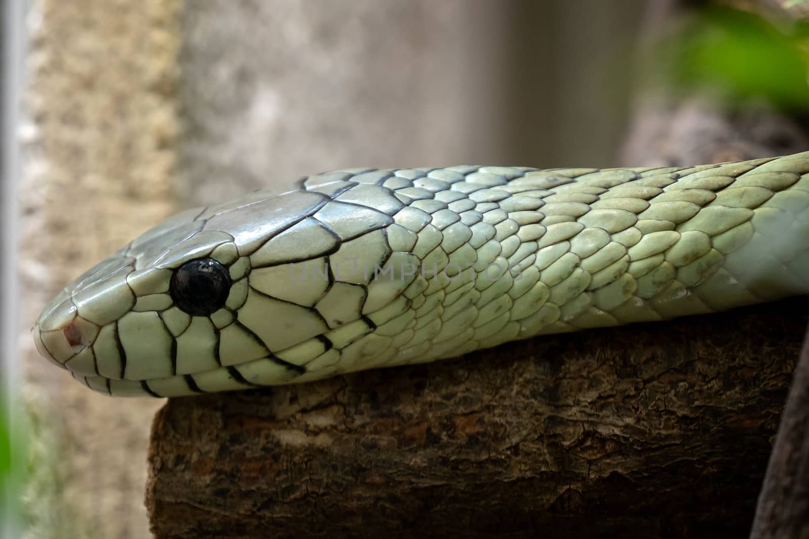 The green mamba (Dendroaspis viridis), a venomous snake  by xtrekx