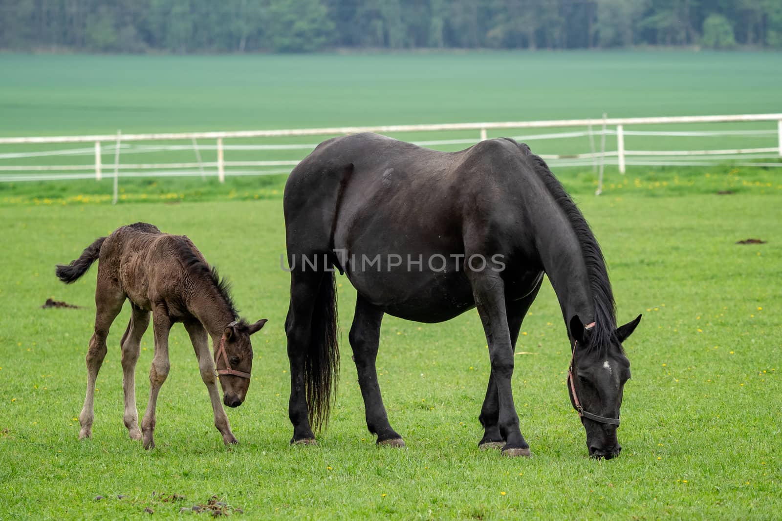 Black kladrubian horse, mare with foal