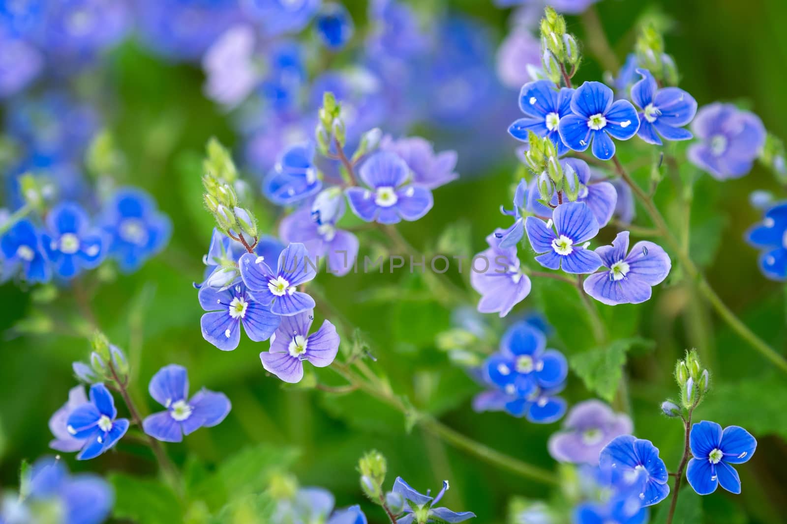 Veronica chamaedrys - blue blossoms in spring by xtrekx