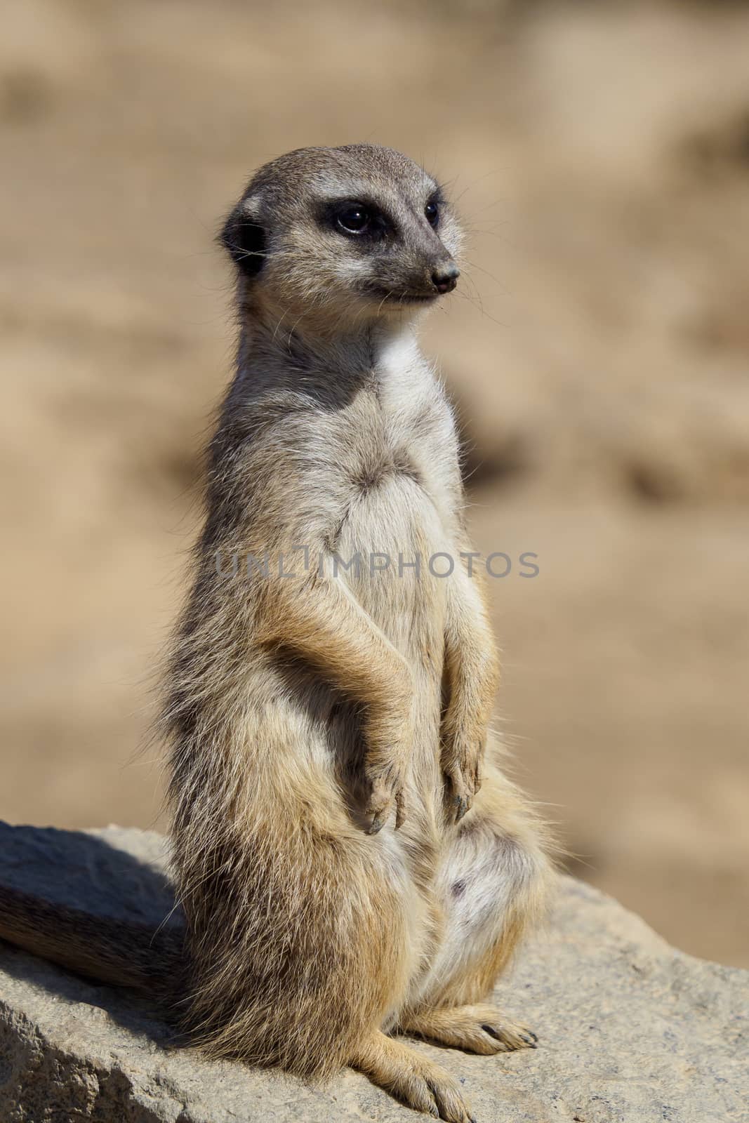 Suricata standing on a guard. Curious meerkat (Suricata suricatta).