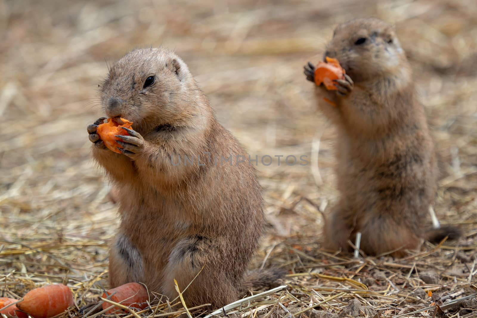 A prairie dogs (Cynomys ludovicianus) is eating a carrot