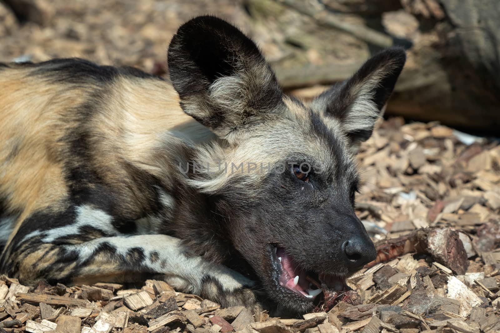 Wild Dog (Lycaon pictus) lying down by xtrekx