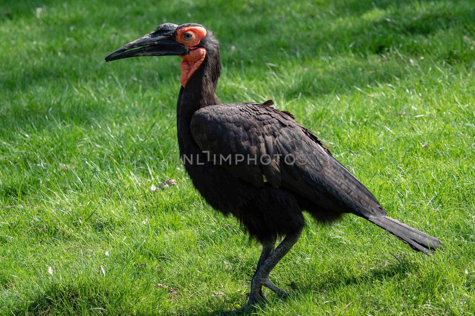 The southern ground hornbill bird, Latin name Bucorvus leadbeateri.