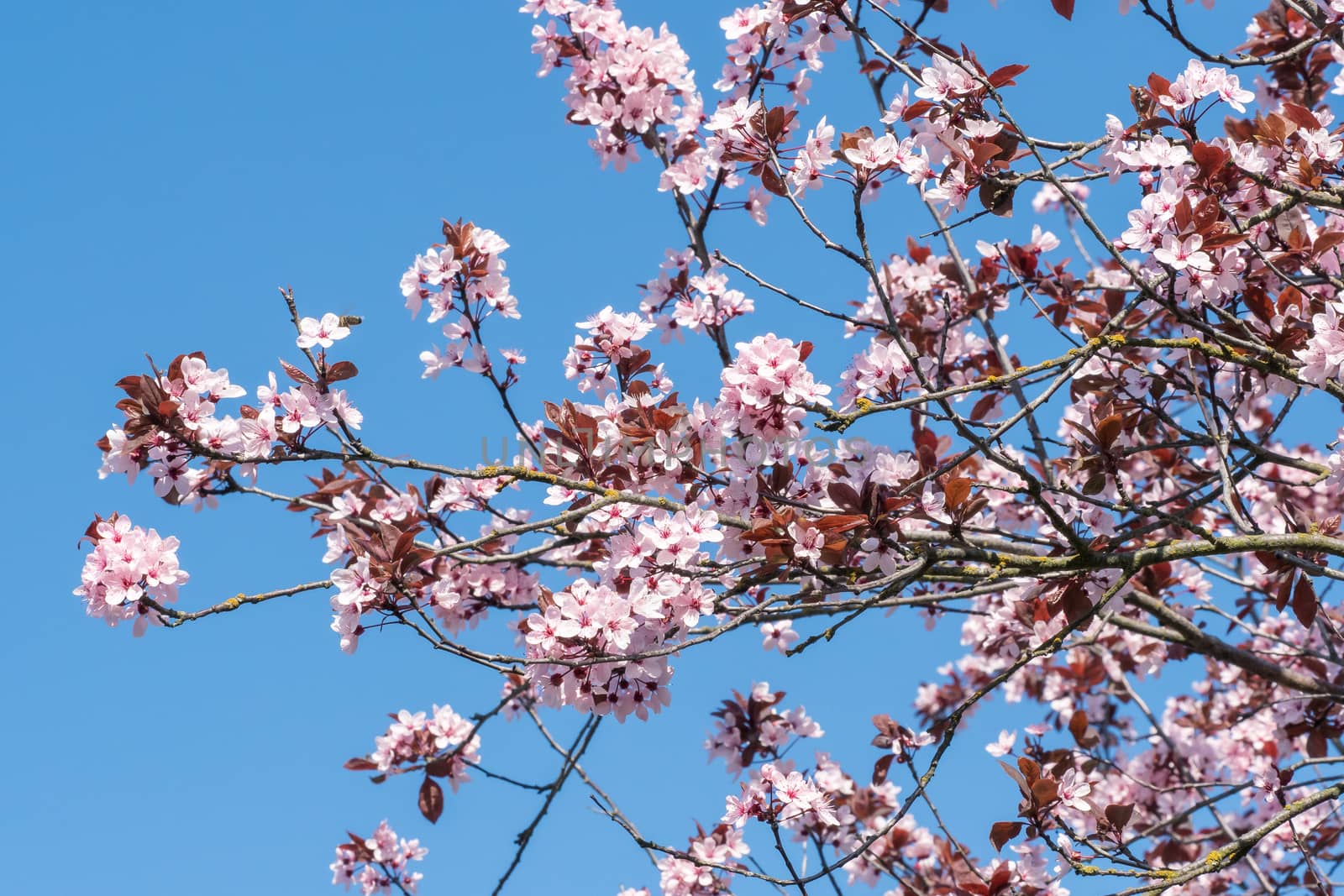 Spring cherry blossoms, pink flowers on a blue sky. Spring floral background. Cherry flowers blossoming in the springtime.