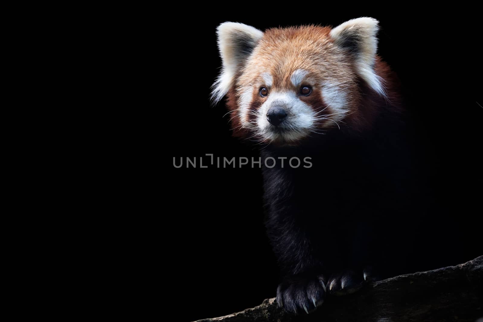 Portrait of a red panda (Ailurus fulgens) isolated on black background