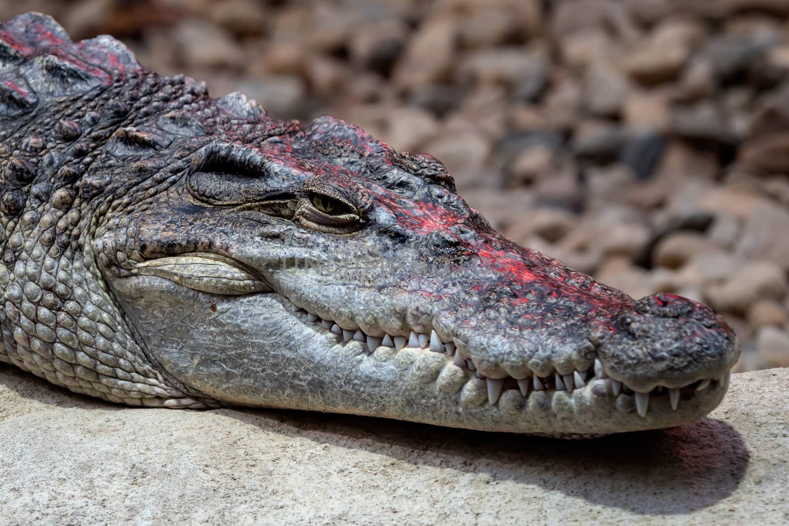 Portrait siamese crocodile head and teeth. Close up of siamese crocodile (Crocodylus siamensis)