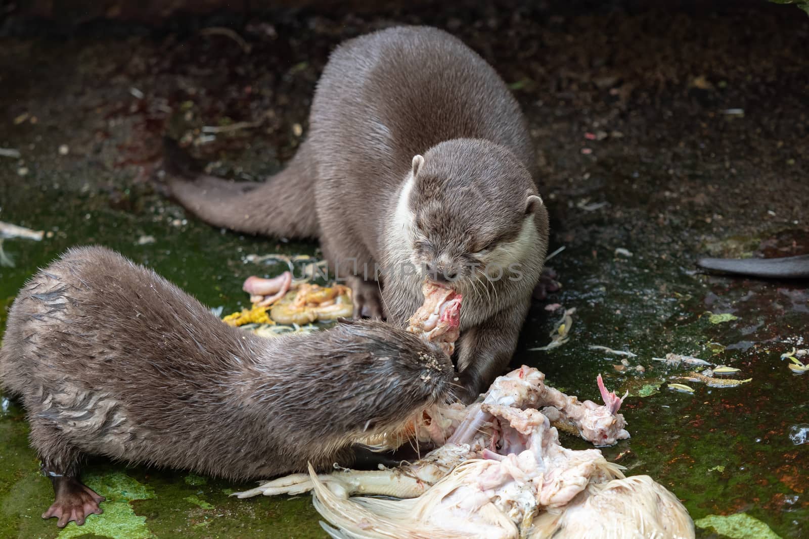 Two otters eating their prey. (Amblonyx cinereus)