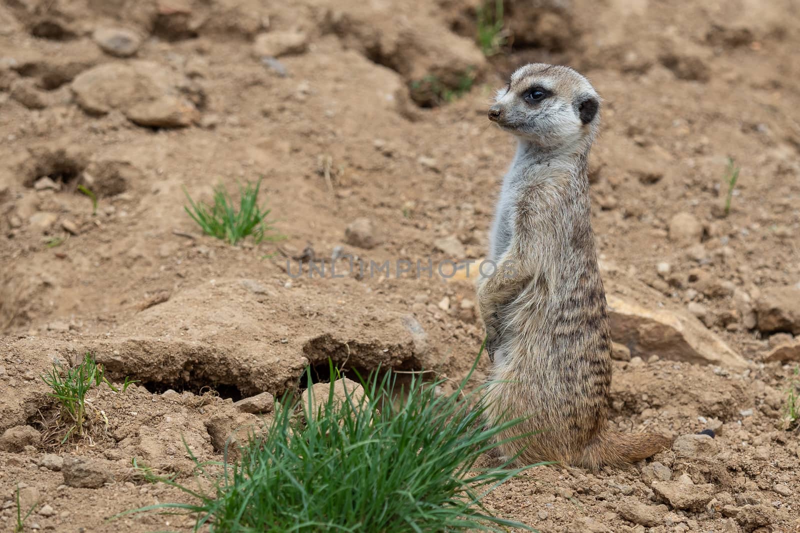 Suricata standing on a guard. Curious meerkat (Suricata suricatta).