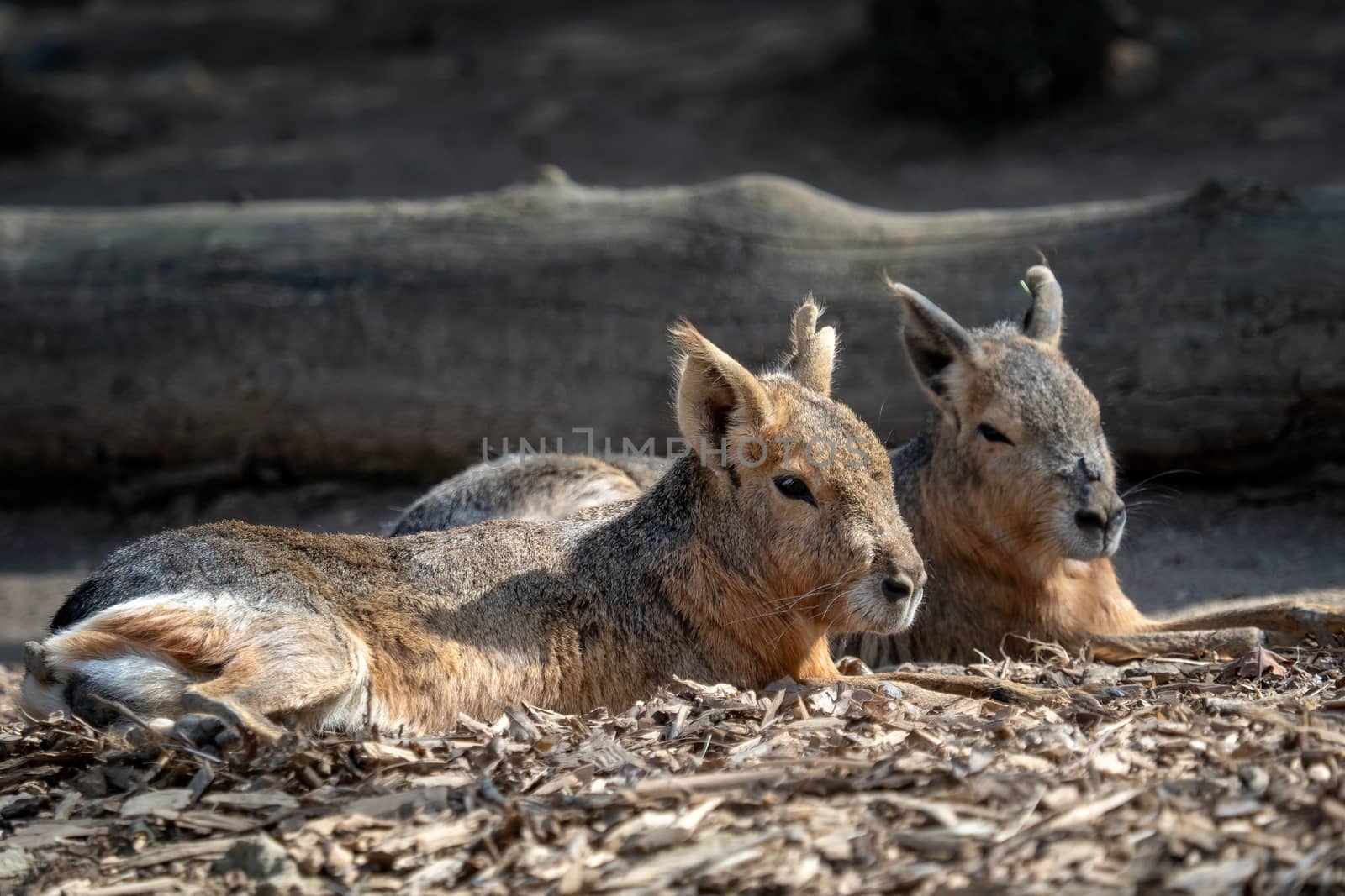 Two patagonian mara, (Dolichotis patagonum) close up by xtrekx