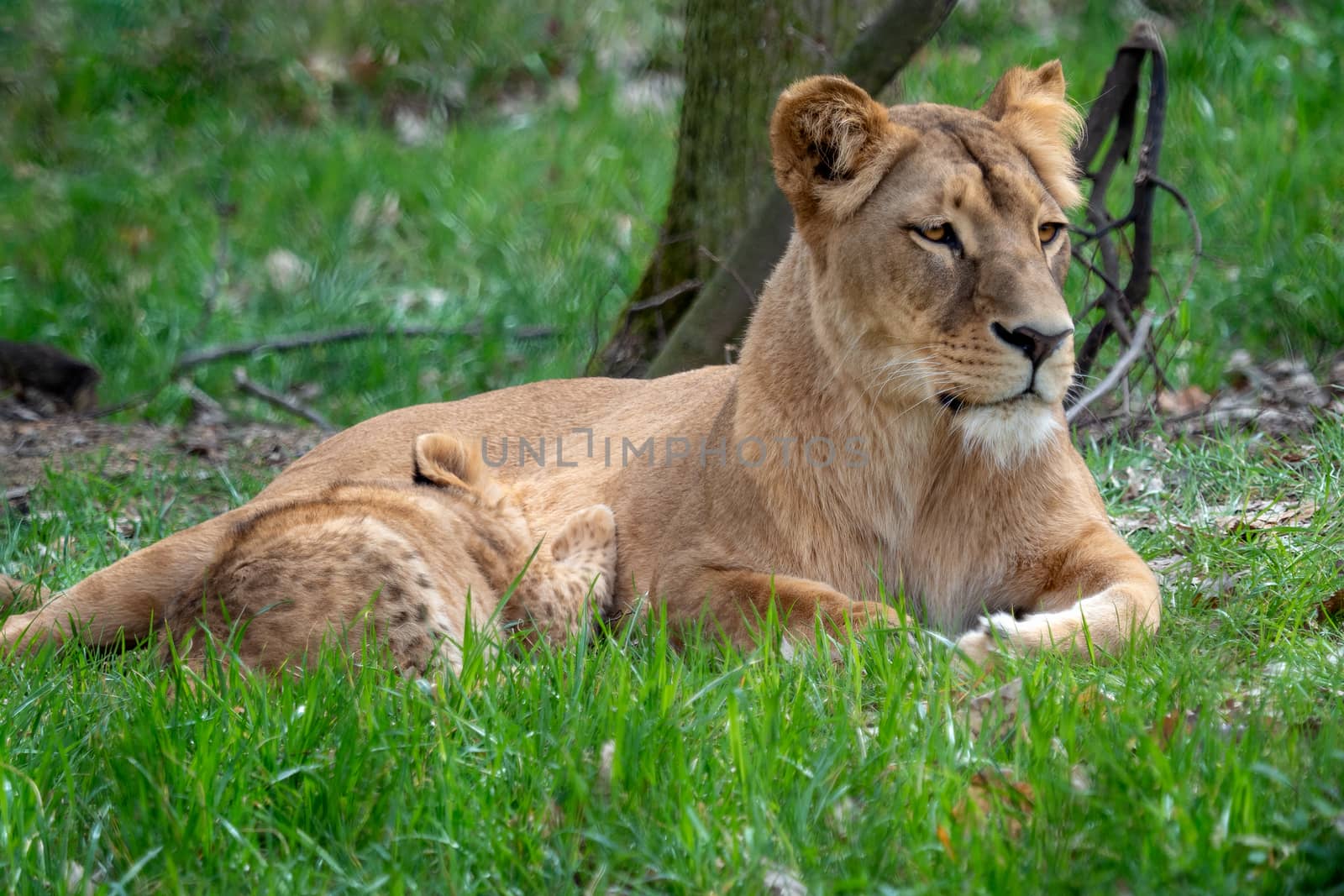 Lion mother with her young cubs. Congolese lion (Panthera leo bleyenberghi)