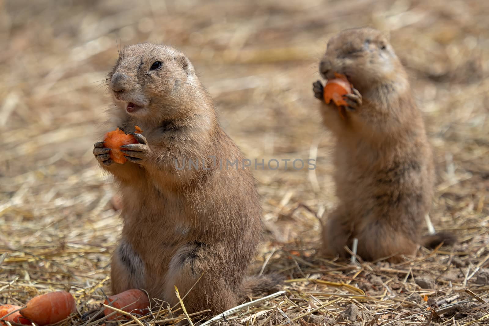 A prairie dogs (Cynomys ludovicianus) is eating a carrot