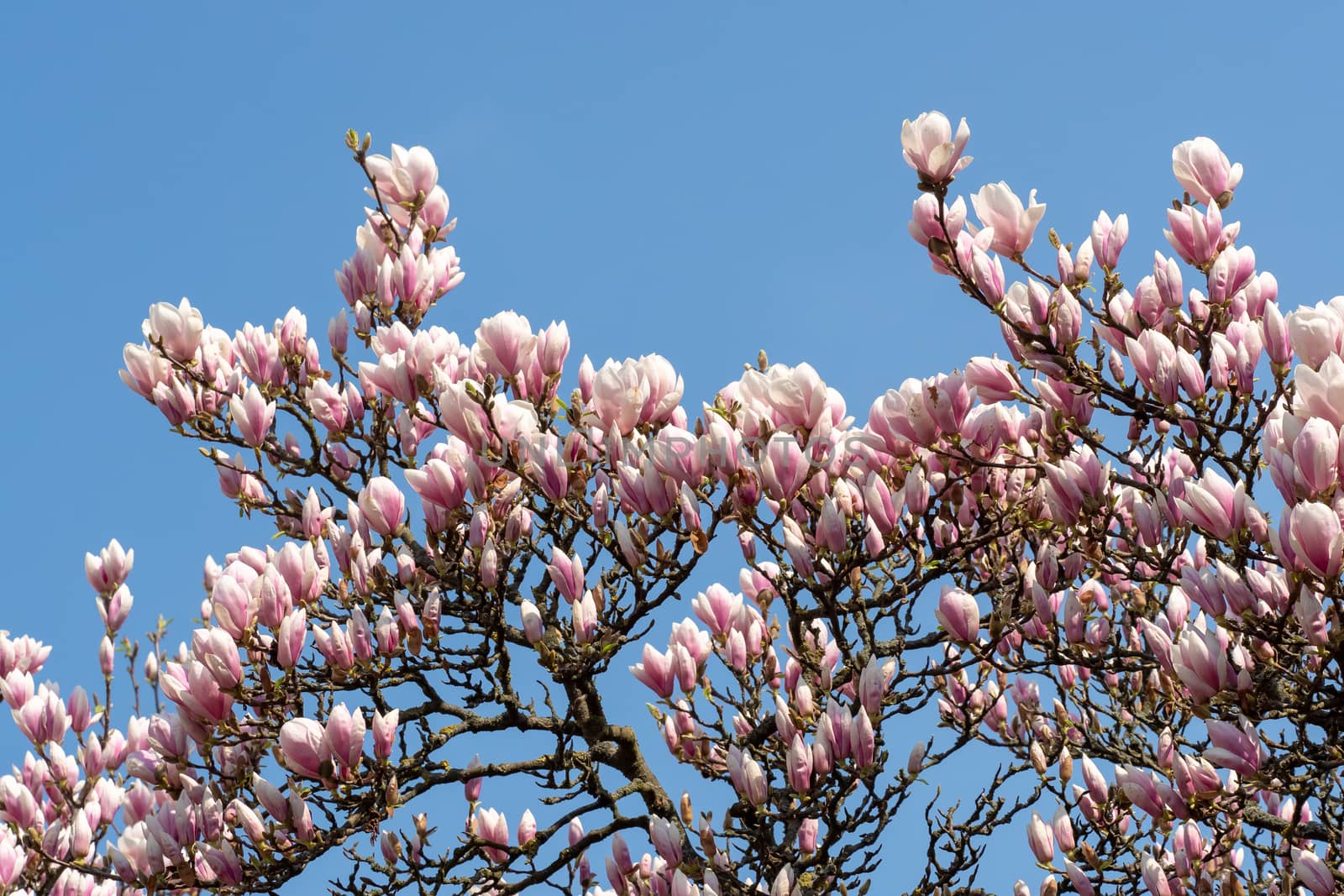 Magnolia pink blossom tree flowers over blue sky. Spring floral  by xtrekx