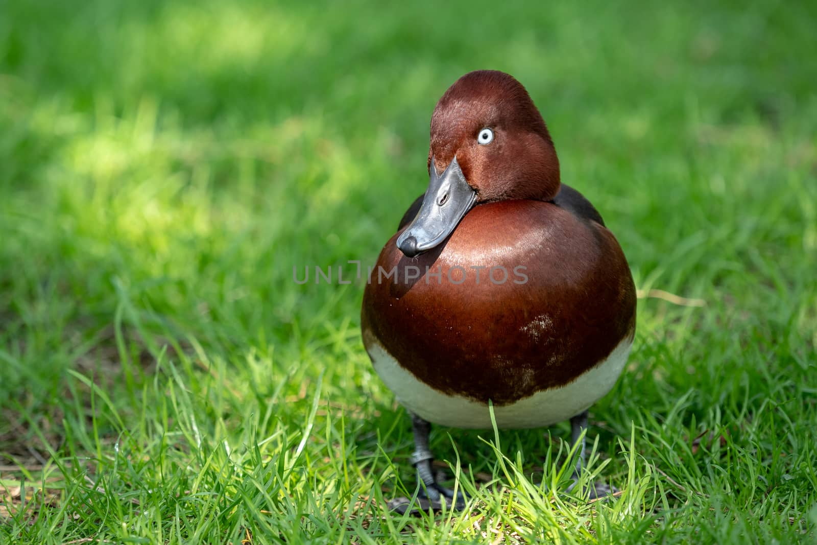 Wild male duck in the green grass