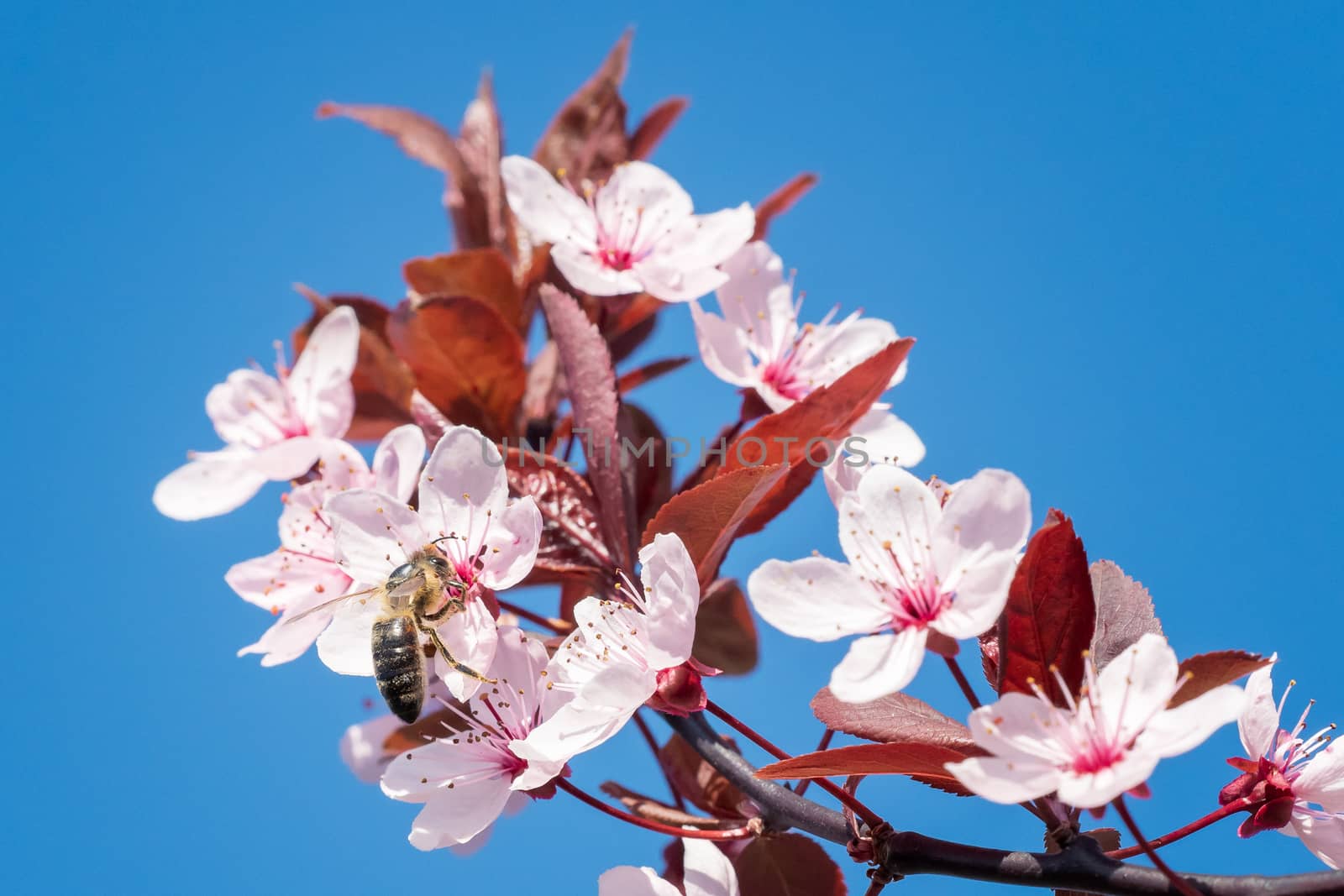 Bee on a pink cherry blossoms. Spring floral background on a blue sky. Cherry flowers blossoming in the springtime.