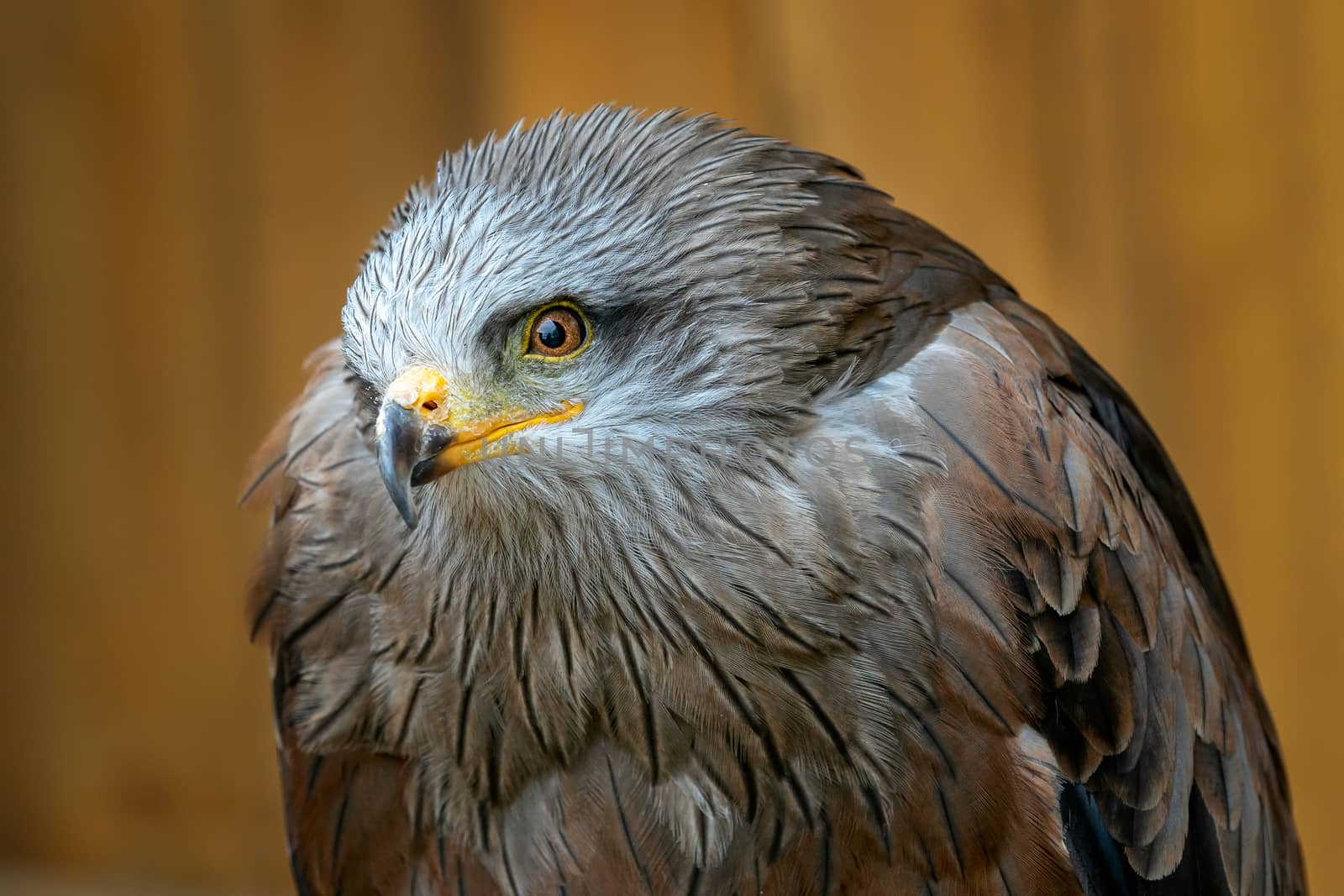 Portrait  (Milvus migrans) is a medium-sized bird of prey in the family Accipitridae