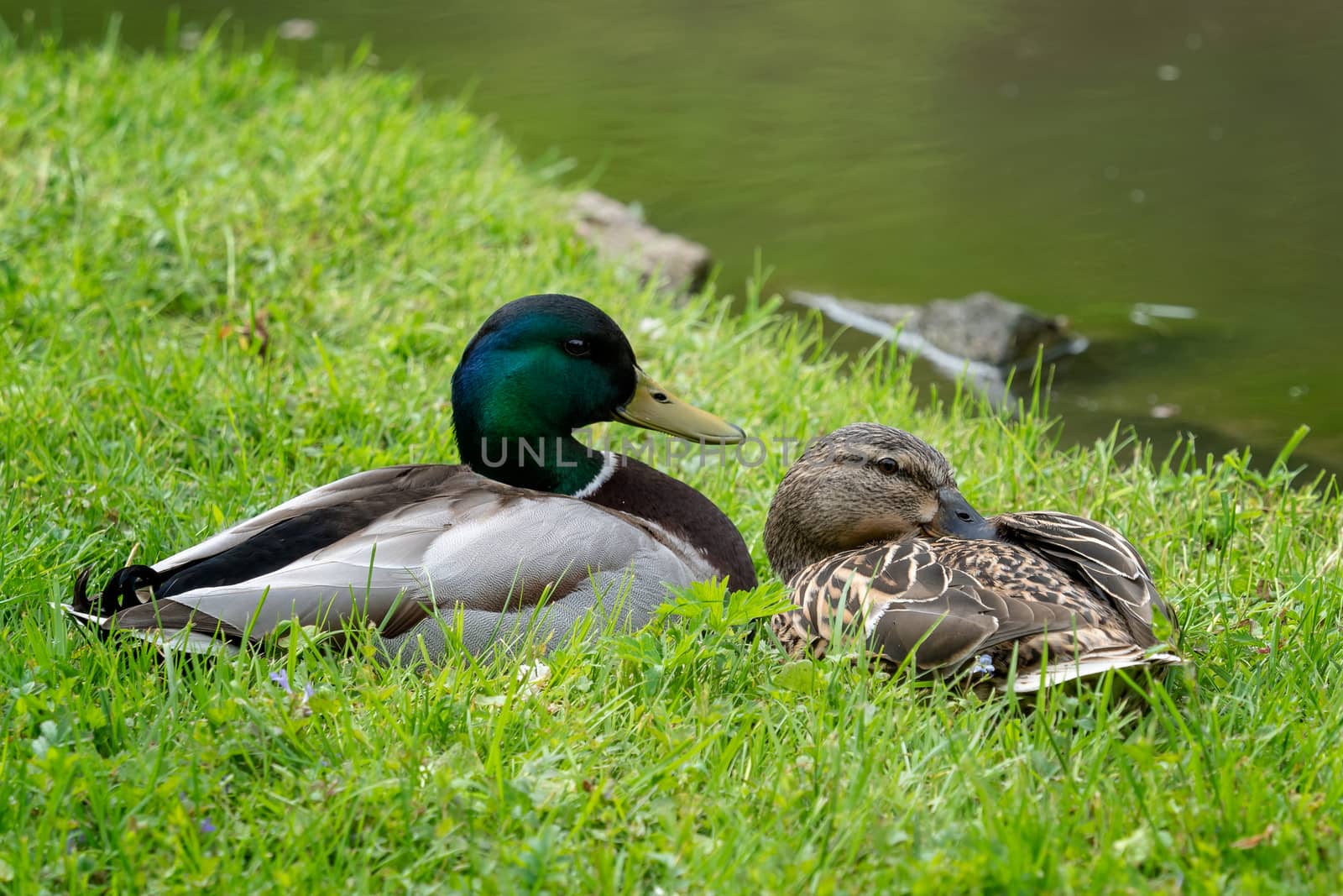 Male and female ducks sitting in the green grass by xtrekx