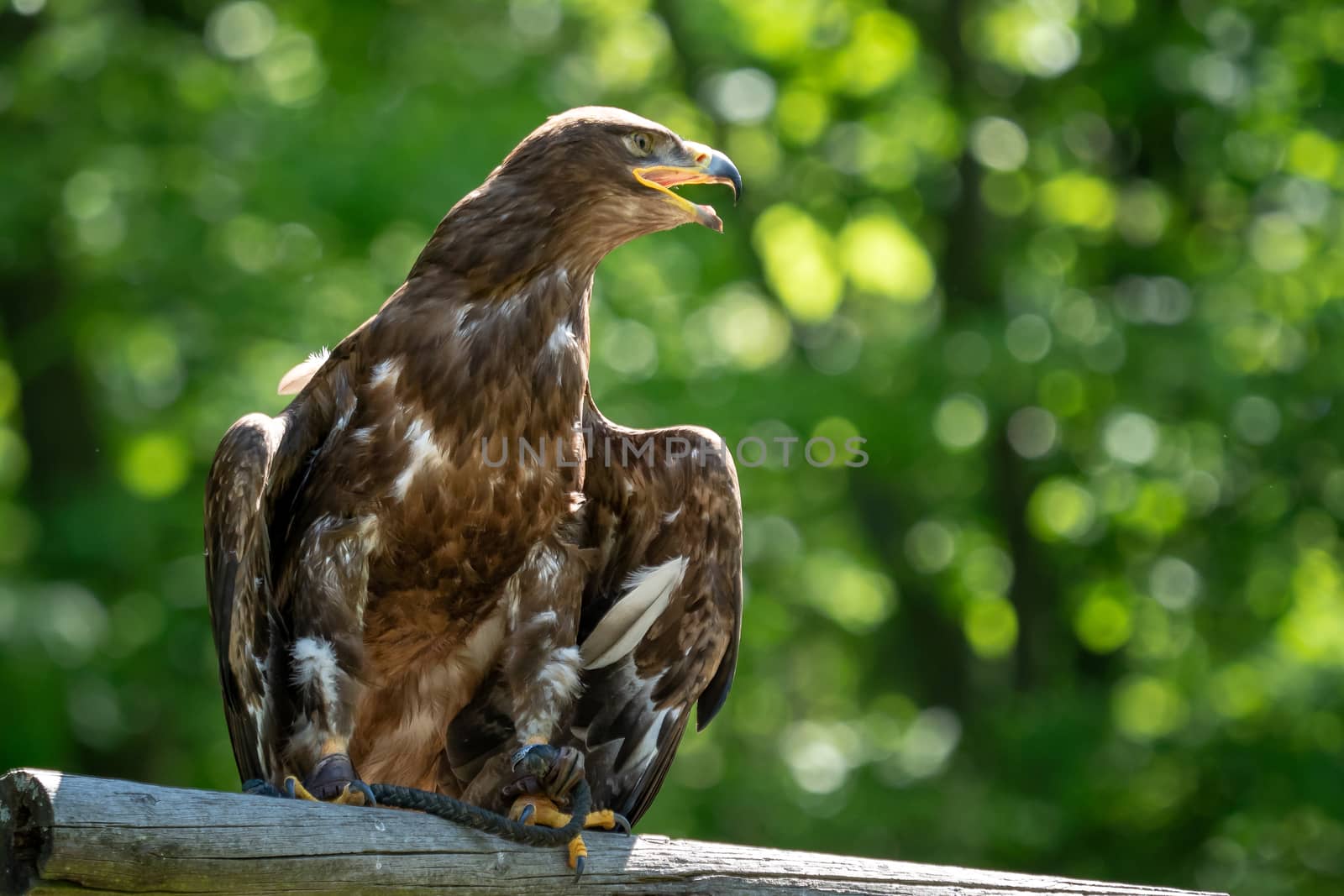 The steppe eagle is a bird of prey. (Aquila rapax)