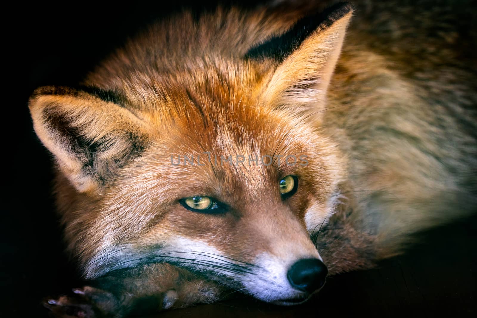 European Red Fox (Vulpes vulpes) by xtrekx