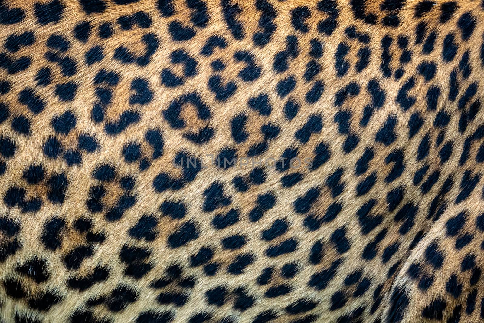 Close up leopard fur background. Ceylon leopard skin texture for background.