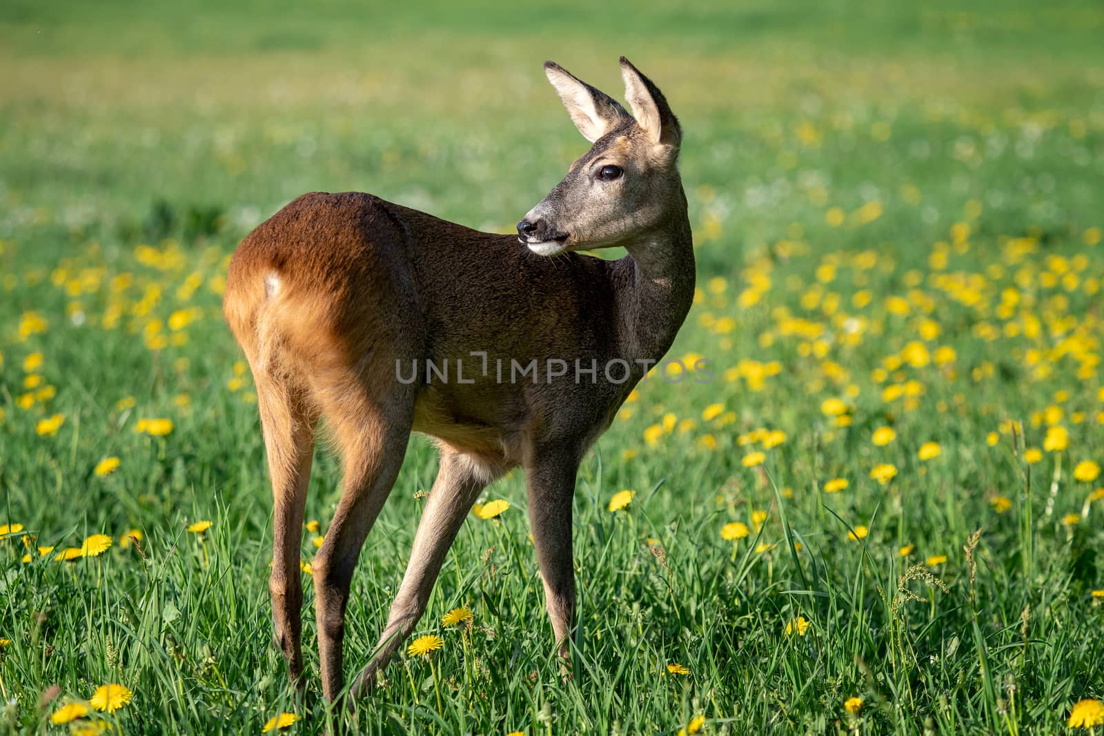 Roe deer in grass, Capreolus capreolus. Wild roe deer in spring nature.