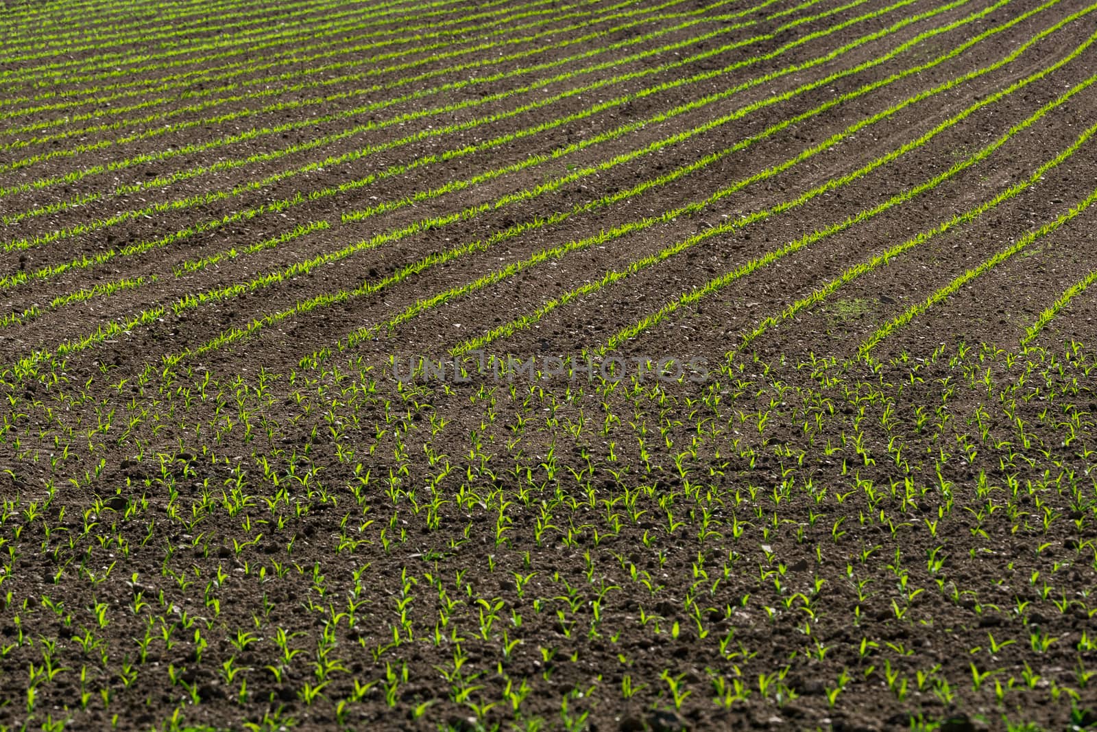 Rows of corn sprouts beginning to grow.
Corn seedlings growing in field in early spring.