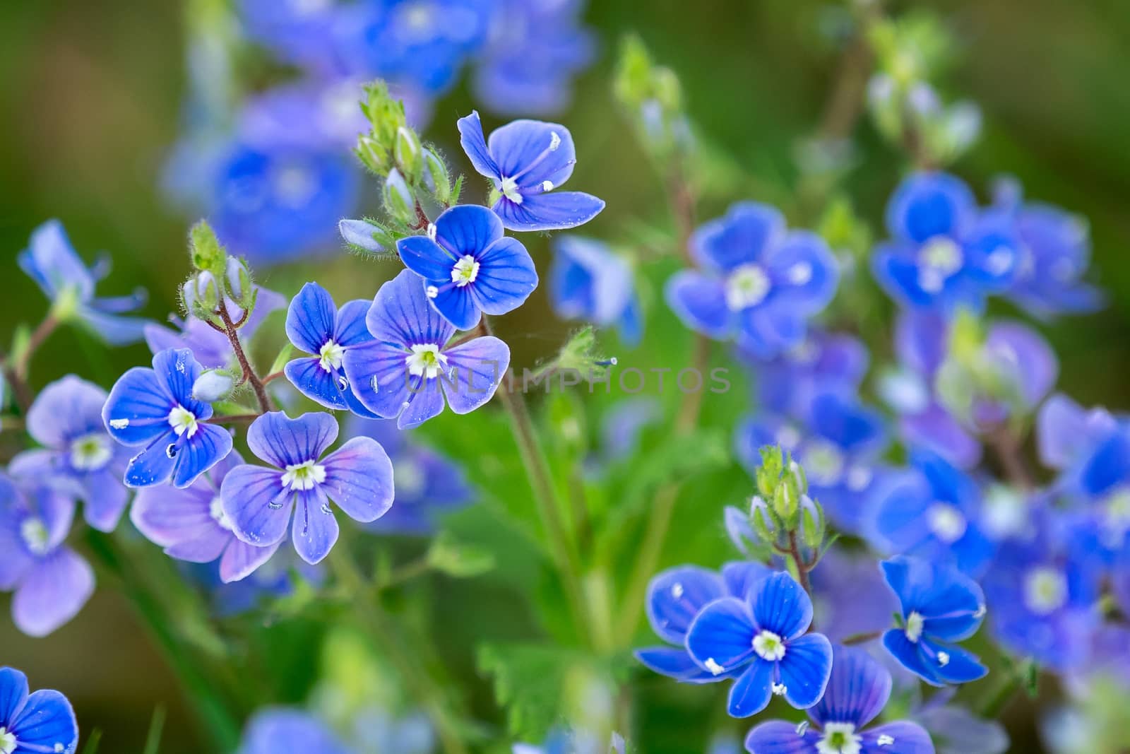 Veronica chamaedrys - blue blossoms in spring by xtrekx