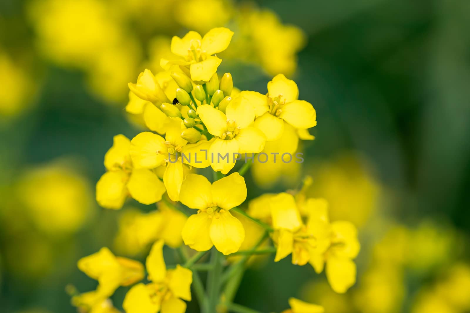 Yellow flower of rape growing. Rape flower close up.
