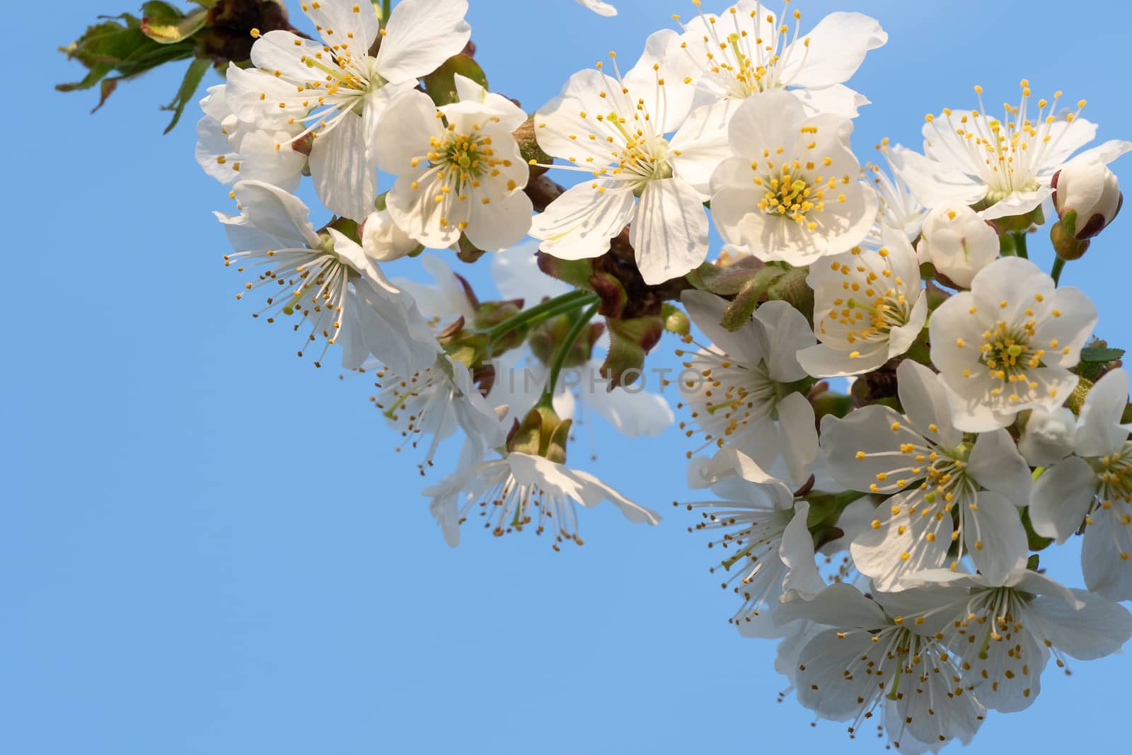 Cherry Blossoms on a blue sky. Spring floral background. Cherry flowers blossoming in the springtime.