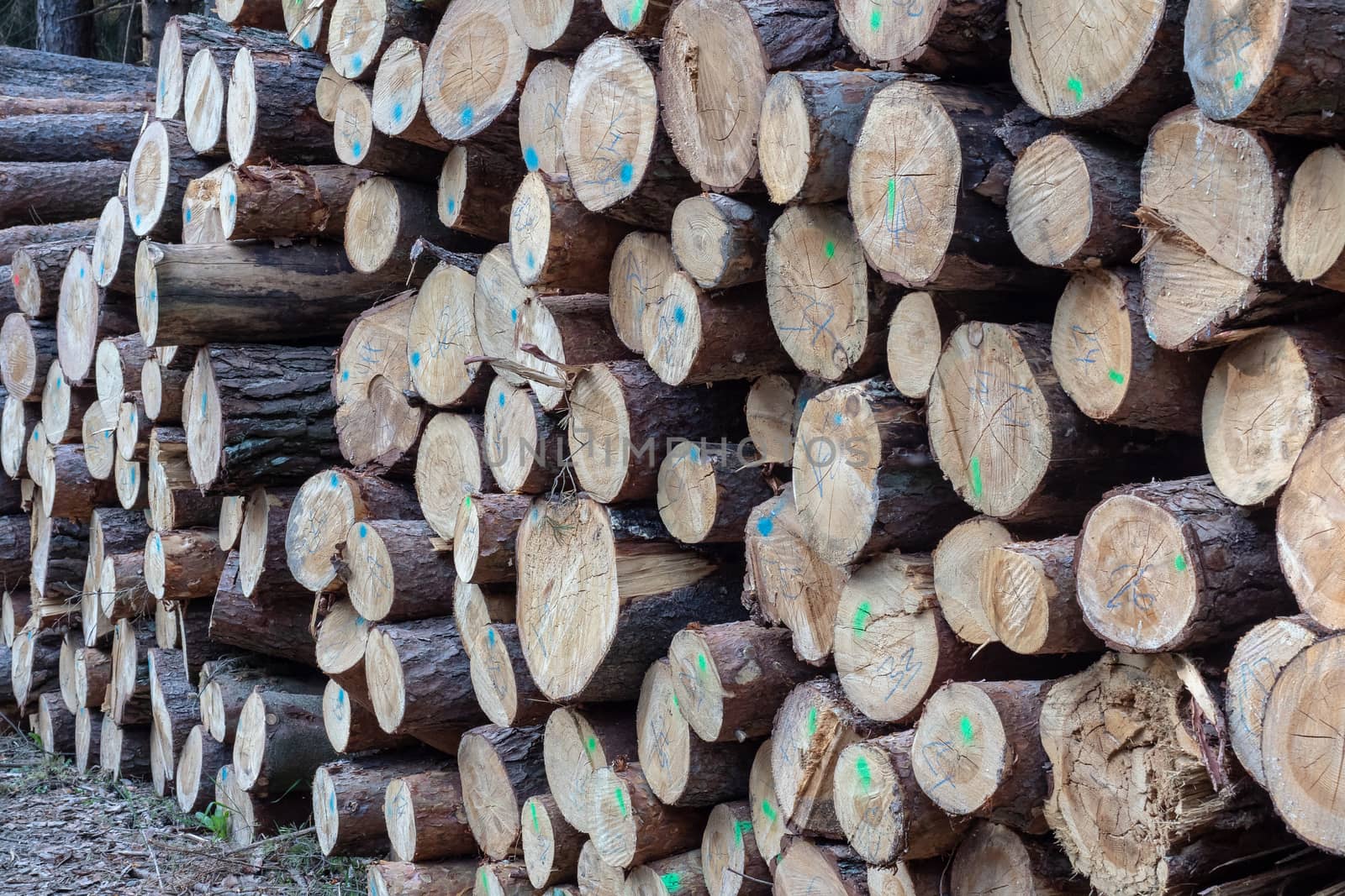 Pile of wood. A view of huge stacks of logs. by xtrekx