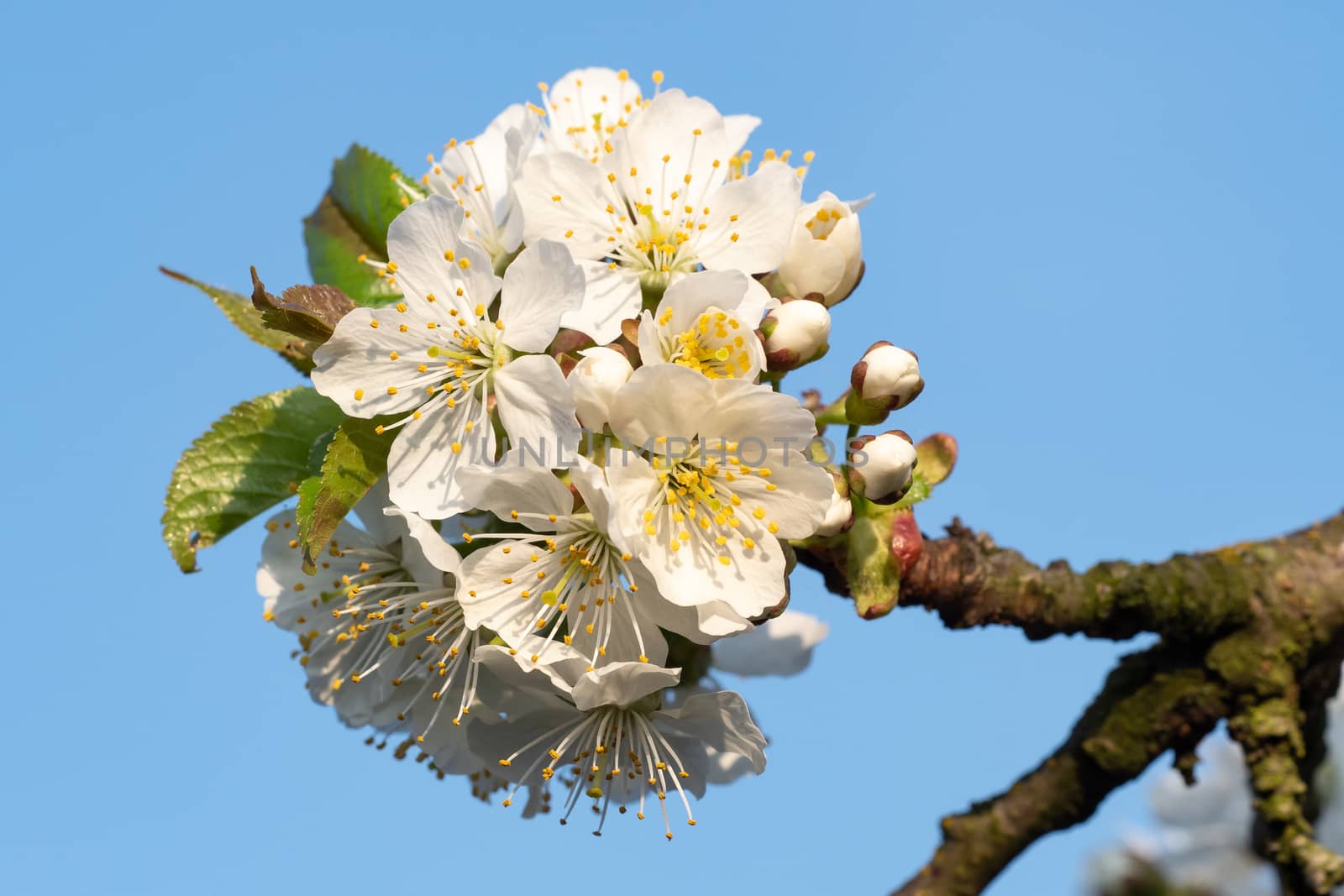 Cherry Blossoms on a blue sky. Spring floral background. Cherry flowers blossoming in the springtime.