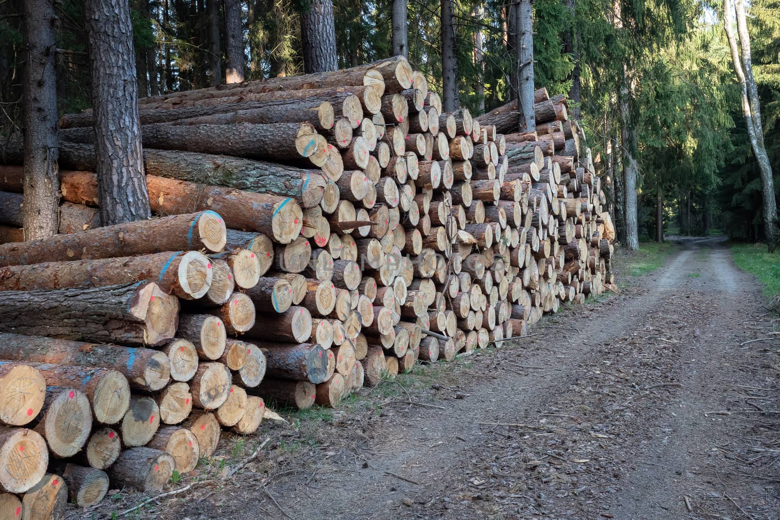 Pile of wood. A view of huge stacks of logs.