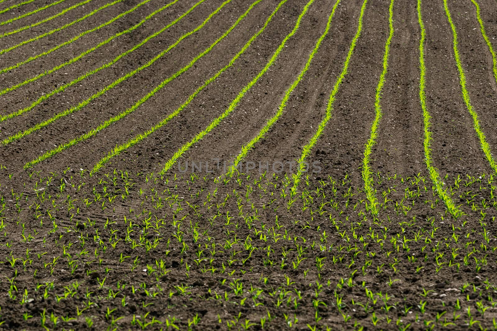 Rows of corn sprouts beginning to grow.
Corn seedlings growing in field in early spring.