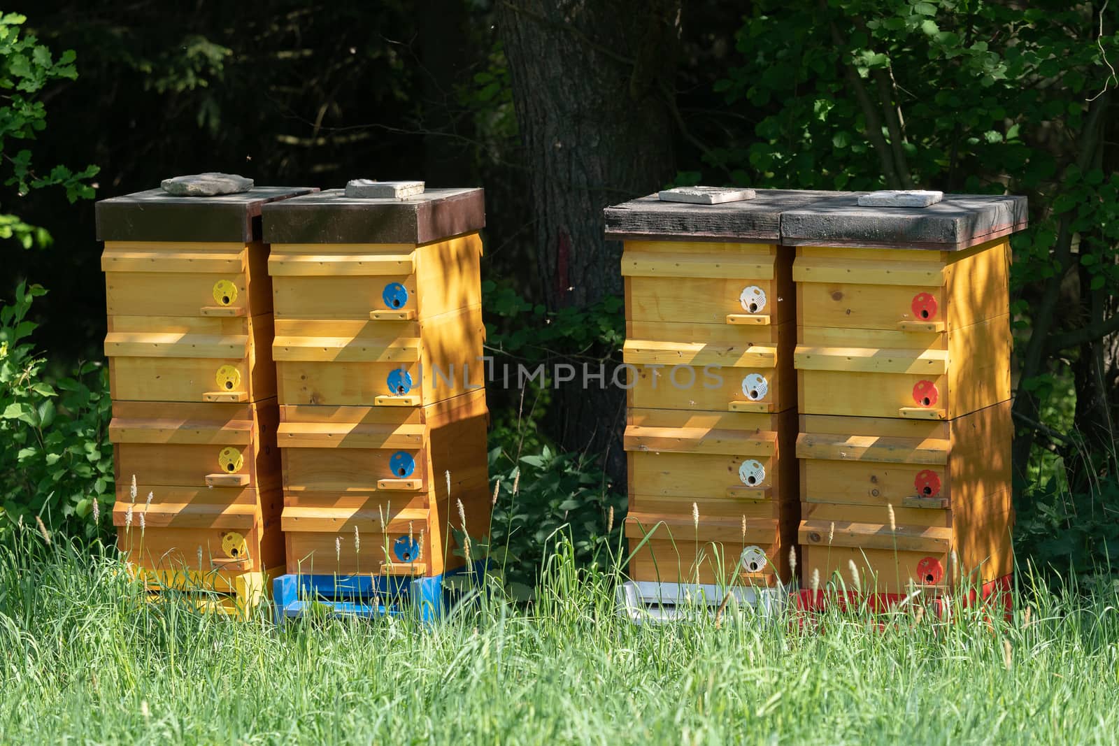 Wooden bee hives. Hives with bees. by xtrekx