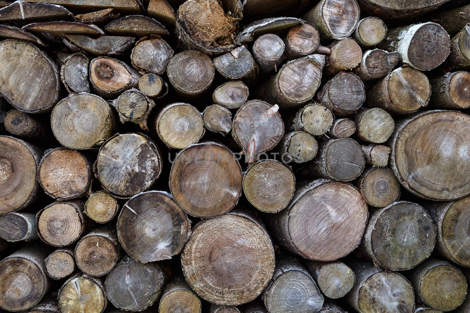 Spruce wood in the background. Firewood stack. by xtrekx