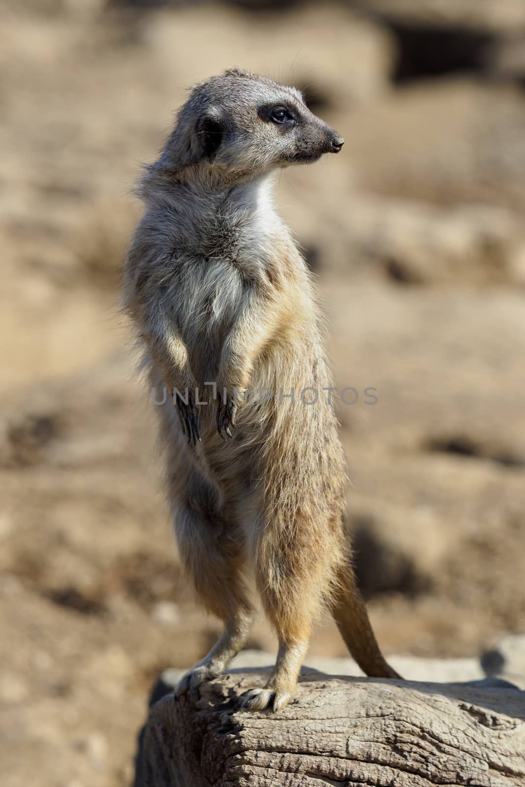 Suricata standing on a guard. Curious meerkat (Suricata suricatta).