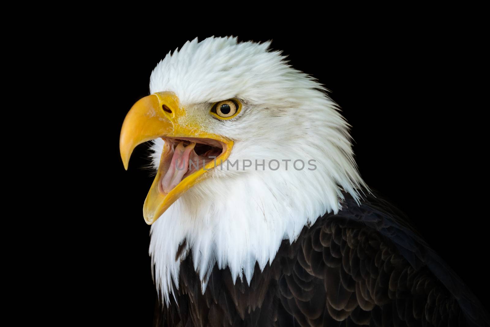 Portrait of a bald eagle (Haliaeetus leucocephalus) with an open beak isolated on black background