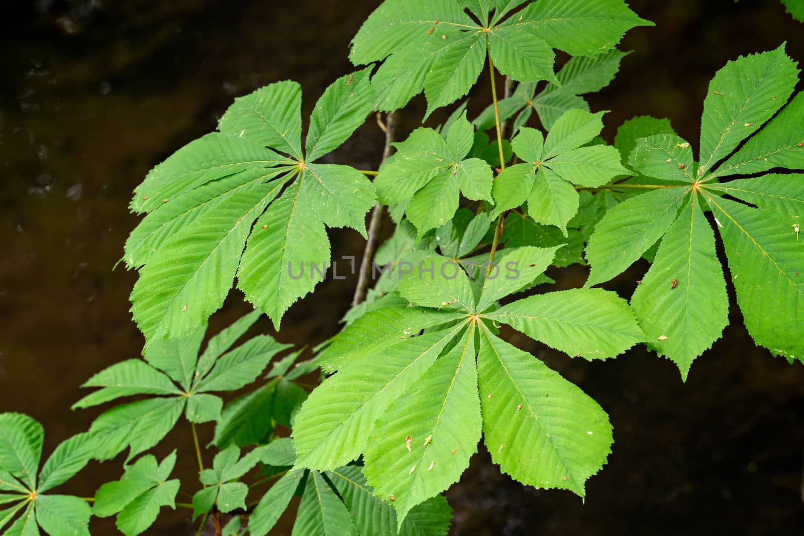 Leaves of a chestnut trees in spring in the park. (Aesculus hipp by xtrekx