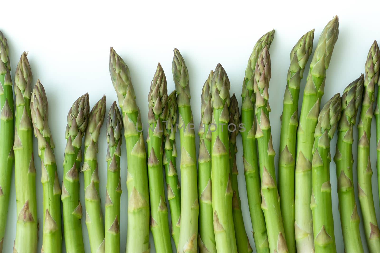 Fresh asparagus officinalis isolated on white background