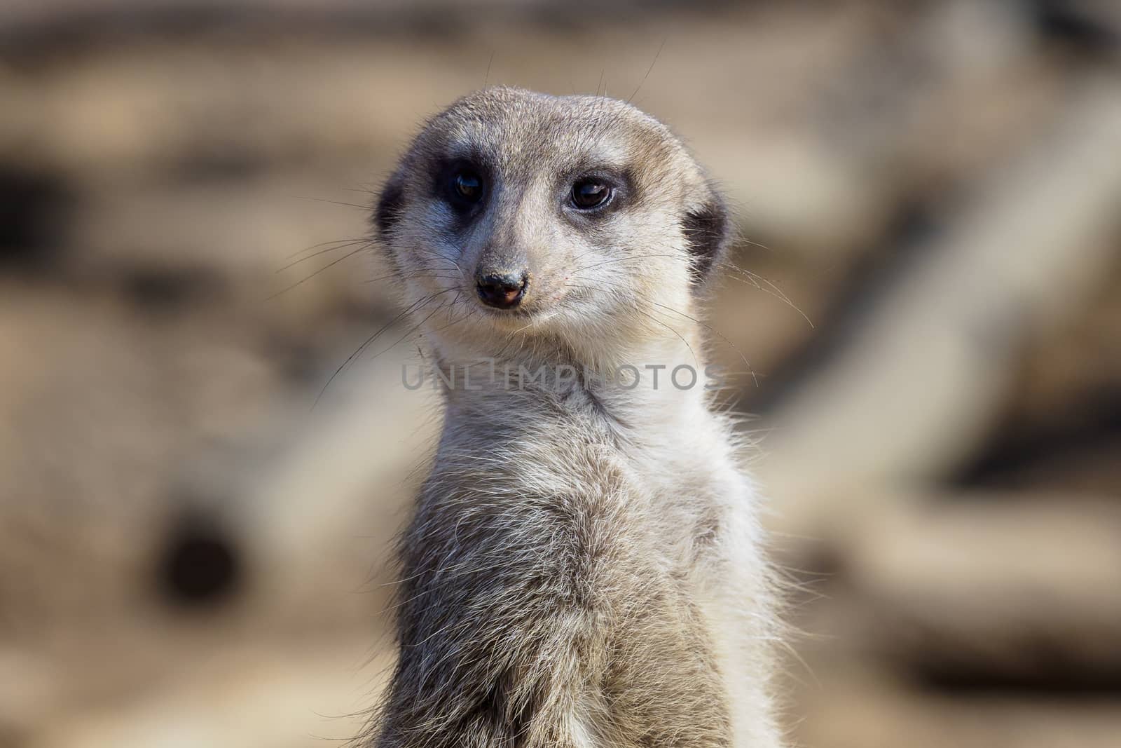 Suricata standing on a guard. Curious meerkat (Suricata suricatta).