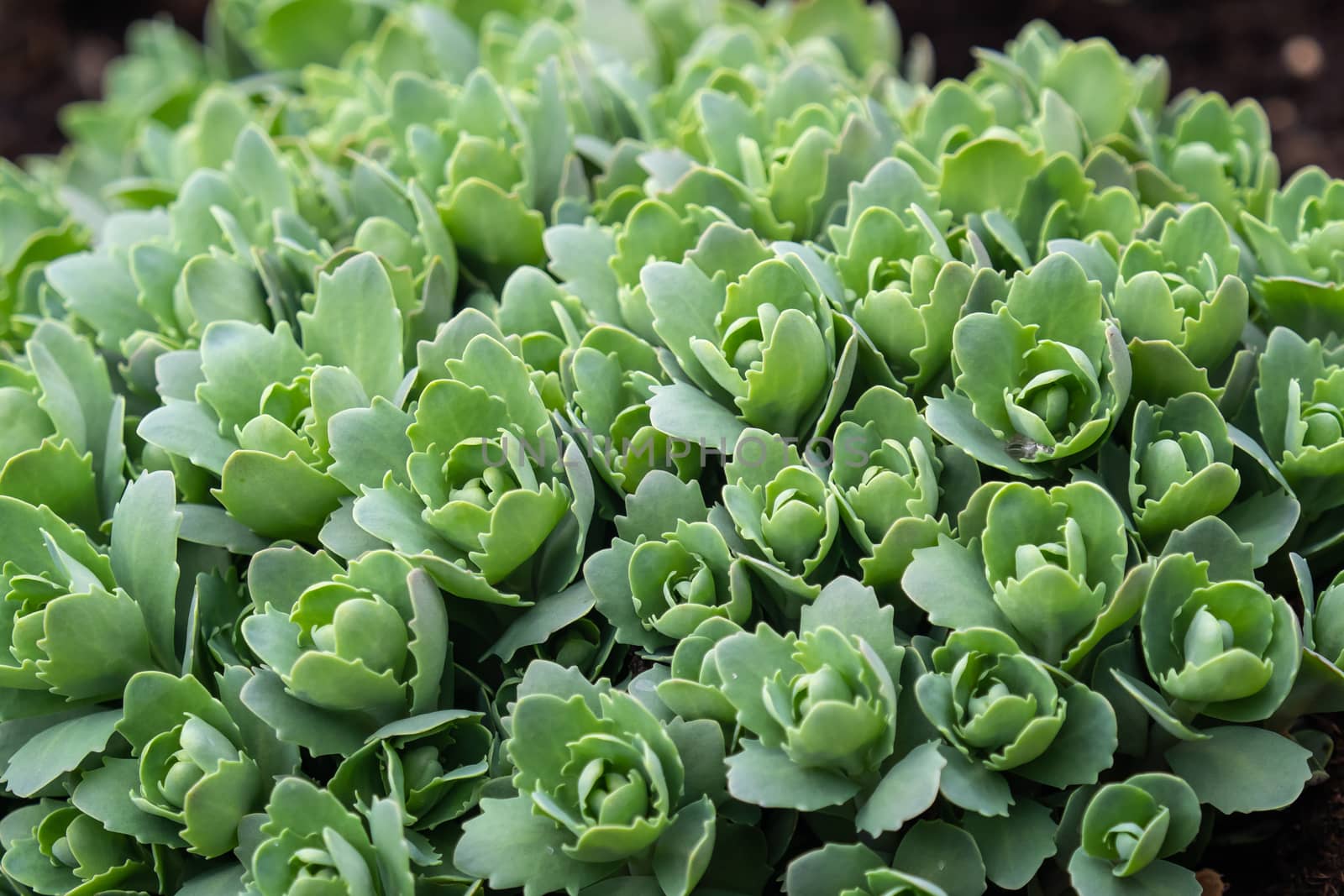 Garden plants at springtime ( Sedum telephium )