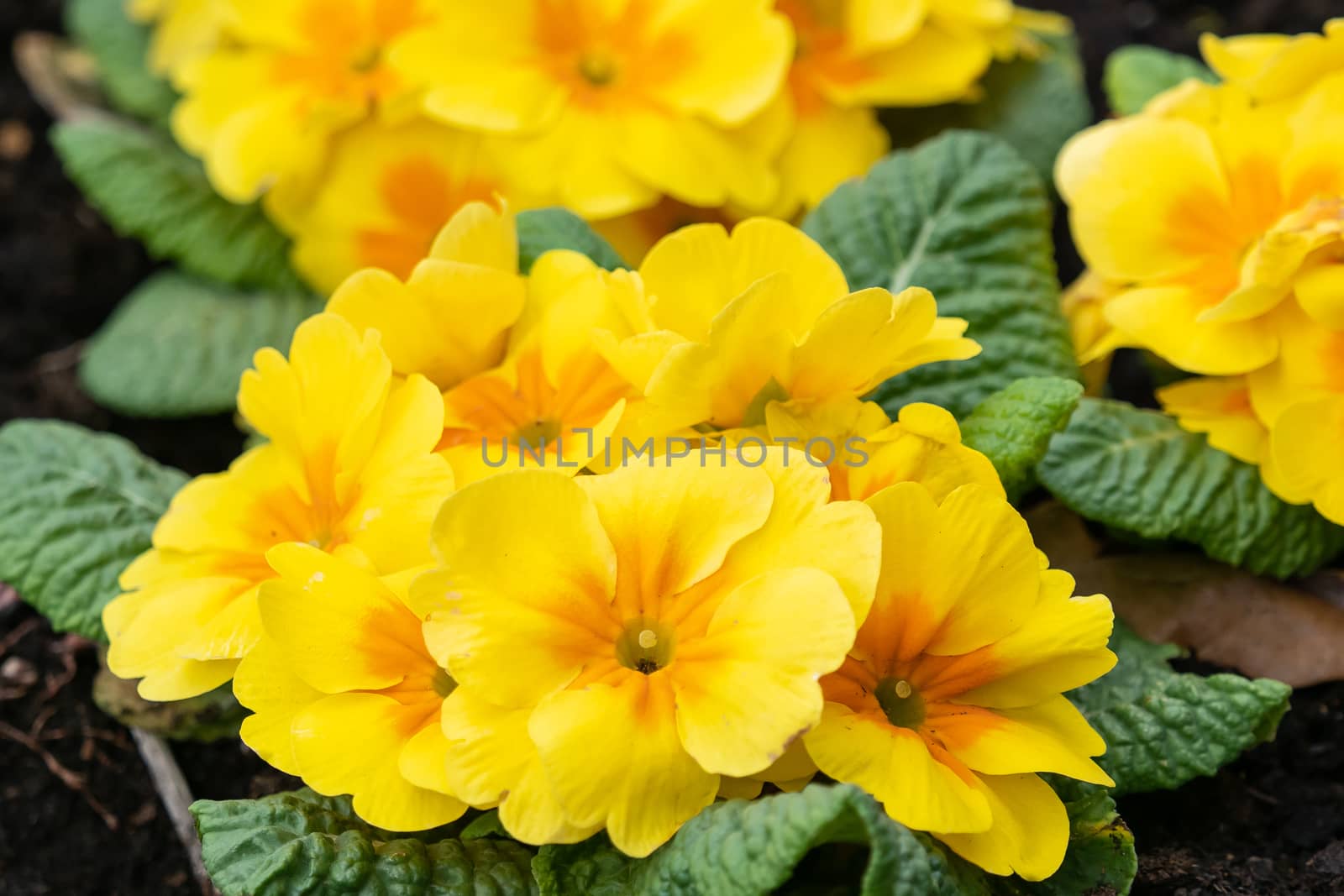 Yellow primula flowers in blossom close up by xtrekx