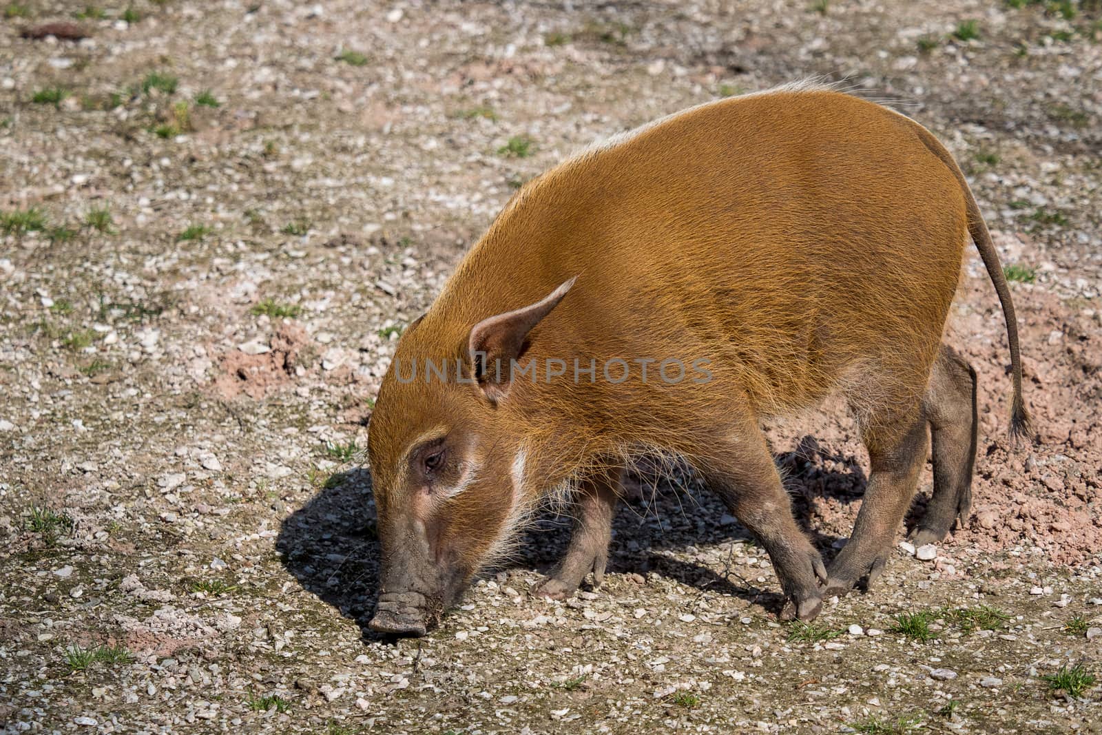 Red river hog (Potamochoerus porcus), also known as the bush pig by xtrekx