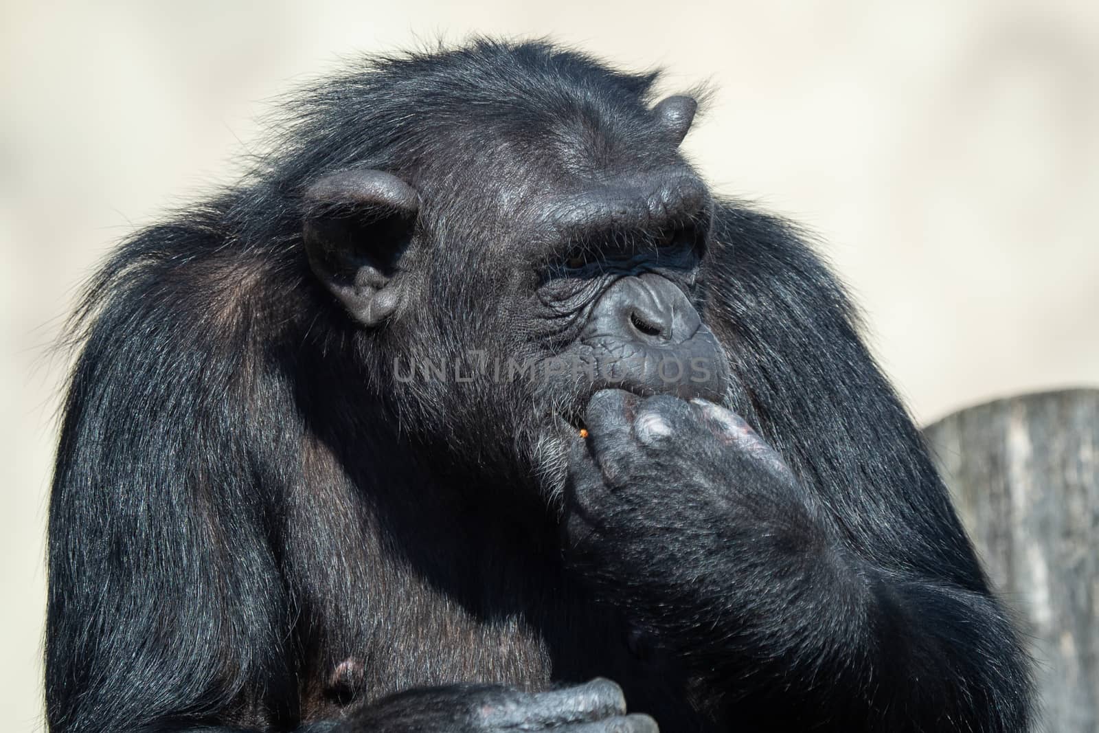 A chimpanzee (Pan Troglodytes) eating a vegetable. Portrait of t by xtrekx