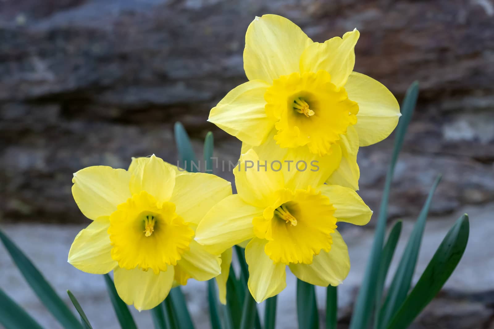 Three flower daffodils in spring outdoors