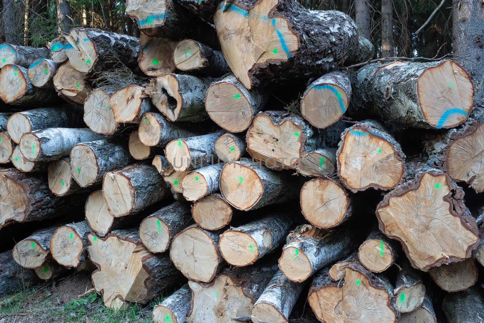 Pile of wood. A view of huge of birch logs stack.