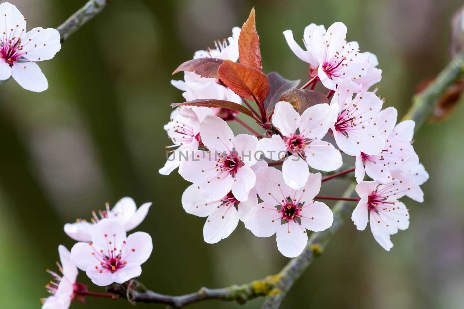 Spring cherry blossoms, pink flowers.