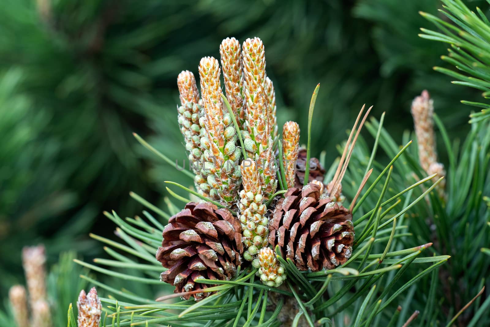 Small pine cones at the end of branches. Blurred pine needles in background.