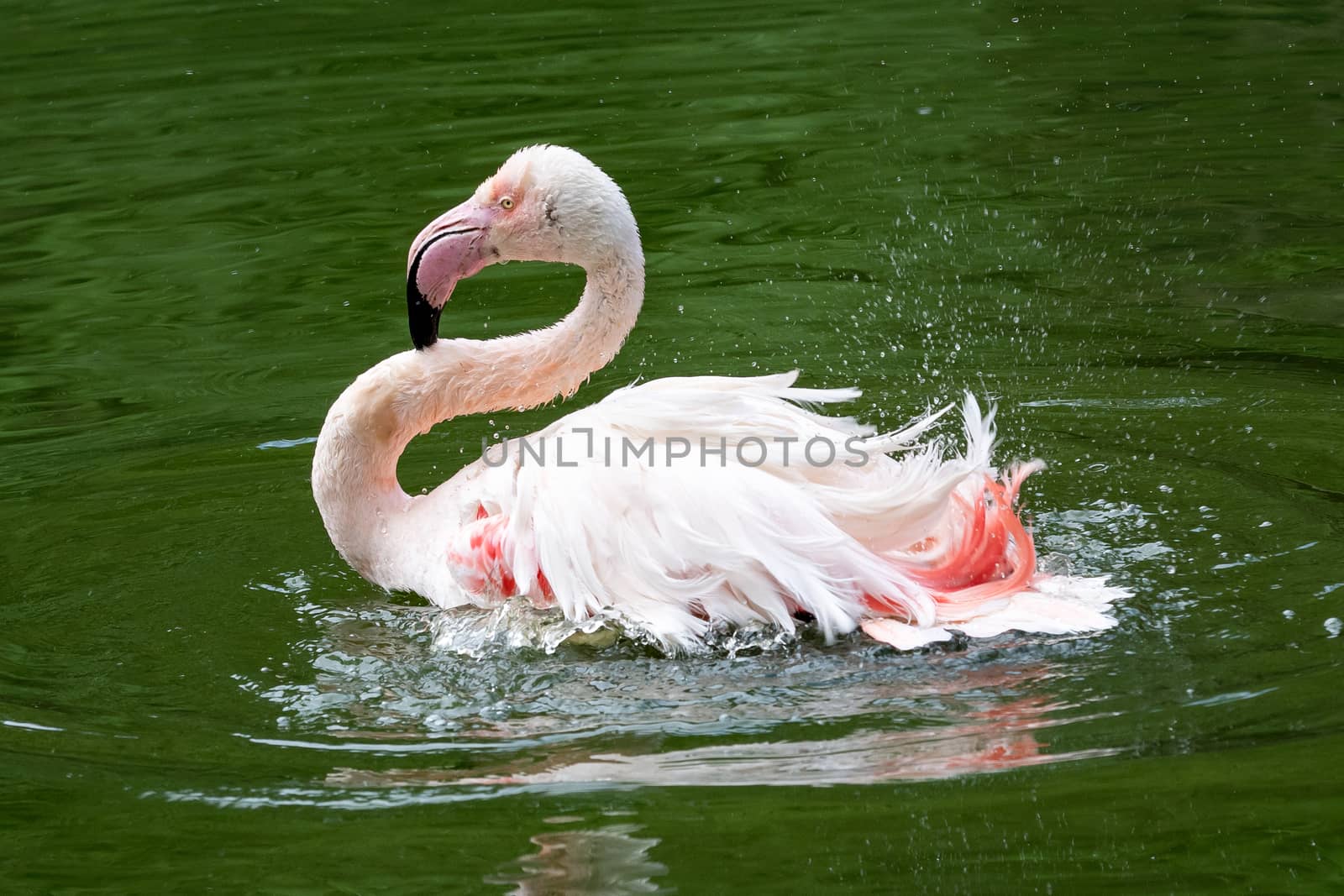 Pink flamingo (Phoenicopterus roseus) bathing